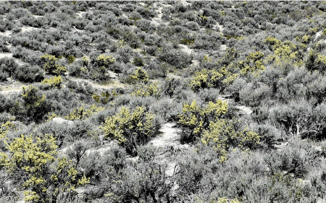 May 2025: Antelope Bitterbrush: Rooted in Resilience